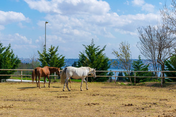 Horses on the Farm