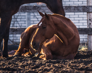 Horses resting at sunset