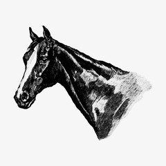 Vintage horse head illustration