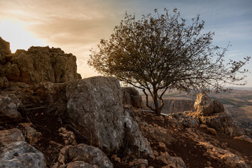 Lonely tree among stones on a  hill on a Sea of Galilee (Tiberias lake)