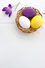Purple crocus and easter Eggs in the nest isolated on white wood Background.