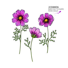Hand drawn wild hay flowers. Cosmos or cosmea flower. Vintage engraved colored art. Botanical illustration. Good for cosmetics, medicine, treating, aromatherapy, package design, field bouquet
