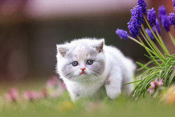 Katze Kitten im Frühling auf einer Wiese