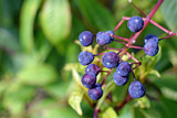 Edible Fruits or berries of Fuchsia paniculata plant. Close up image with copy space.