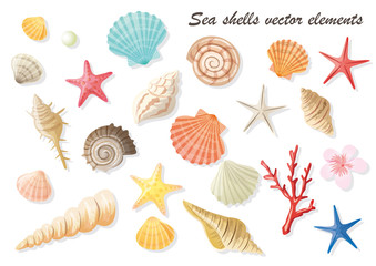 Seashell summer illustration set