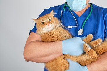 veterinarian doctor in blue uniform holding fluffy red cat