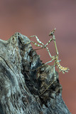 mantis - empusa sp.