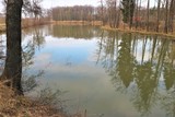 Natur - Wald - Blumen - Frühling