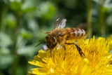 Ape su fiore di Tarassaco