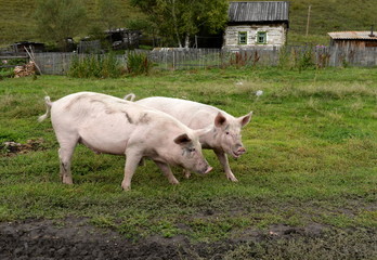  Pigs in the vicinity of the village Generalka Altai Territory