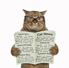 The cat in glasses is reading the newspaper. White background. Isolated.