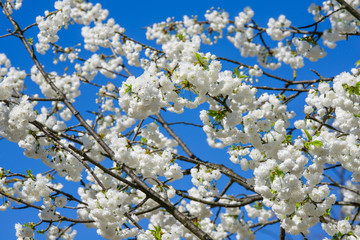 white sakura in the blue sky
