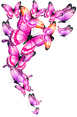 beautiful pink butterflies, isolated  on a white