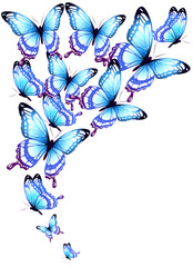 beautiful blue butterflies, isolated  on a white
