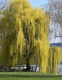 arbre...renaissance