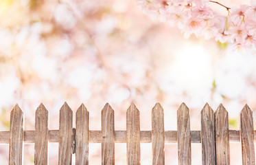 zaun hintergrund frühling kirschblüte