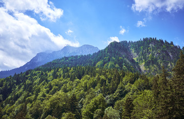 Forest landscape in the Alps. Germany