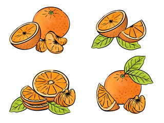 Set of orange fruit isolated on white. Different type of pieces.  Vector watercolor. 