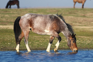 Wild pony mare is drinking in watering place