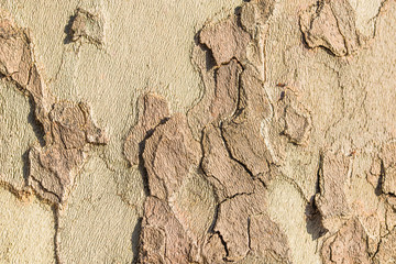 Platanus tree, fragment of bark, close-up photo.