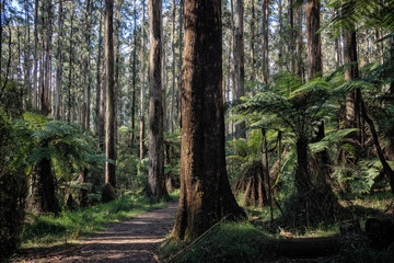 Mountain Ash (Eucalyptus) Forest