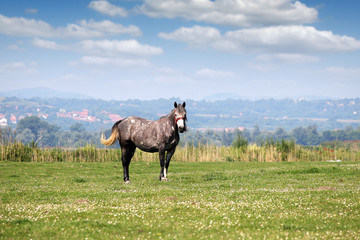 horse in the meadow spring season