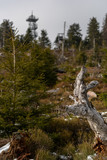 Bäume auf der Hornisgrinde im Schwarzwald