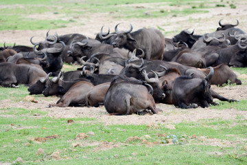 Buffalo in Uganda