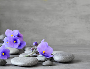 Blue flower and stone zen spa on grey background