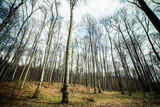 Bright beech forest in the spring, the first flowers.