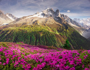 Alpine rhododendrons on the mountain fields of Chamonix