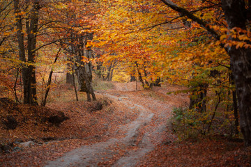 beautiful autumn forest with road