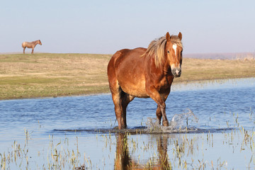 Wild horse troat through the water on the watering  place
