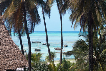 Ocean view through palm trees
