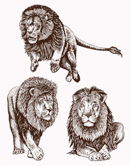 Graphical vintage set of lions ,vector sketch