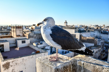 seagull on the bridge, photo as background