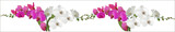 light and dark orchids stripe on white