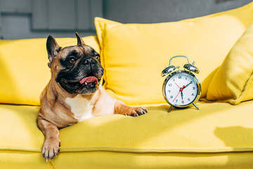 cute french bulldog lying near retro alarm clock on yellow sofa