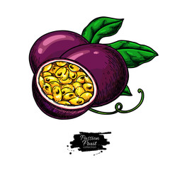 Passion fruit vector drawing. Hand drawn tropical food illustration. Summer passionfruit.