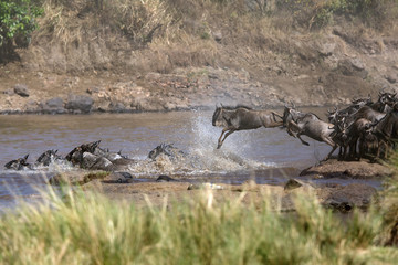  Wildebeest crossing Mara river, Masai Mara, Kenya