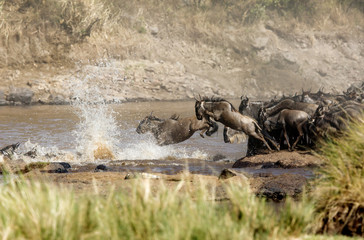  Wildebeest jumping in the Mara river, Masai Mara, Kenya
