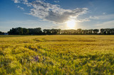 Kornfeld im Sommer