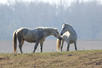 Love between two whitw wild horses