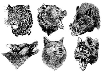 Graphical set of portraits of wild angry animals isolated on white,vector tattoo illustration
