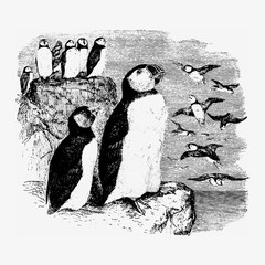 Vintage penguins illustration