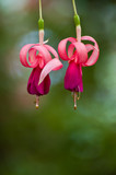 Close up Fuchsia flowers in Fitzroy Garden. Shallow of field and copy space.
