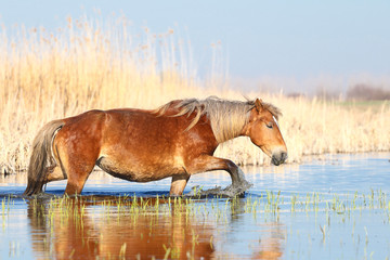 Sorrel horse is walking through the water