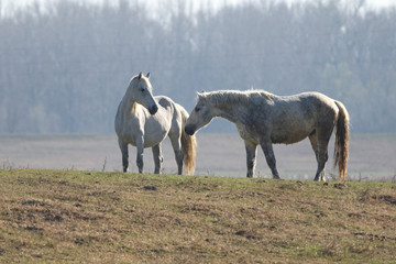 Love between white wild mare and stallion