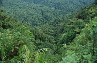der regenwald in costa rica
