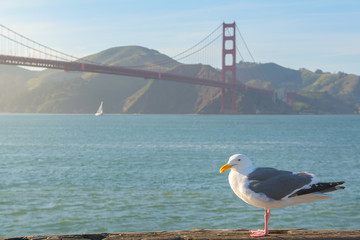 Seagull standing in front of Golden Gate Bridge, San Francisco, California, Usa
